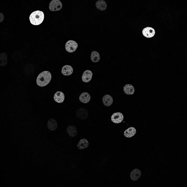 Fluorescent mouse stem-cell nuclei from the calibrated GOWT1 public dataset