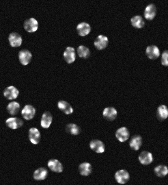 Source microscopy frame with predicted centroid trajectories